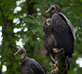 Three vultures sitting on a tree branch.