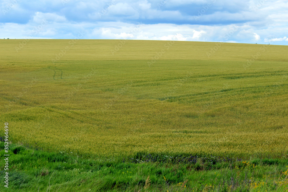 Sticker summer landscape with fields under the blue sky.