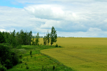 Fototapeta na wymiar Summer landscape with trees under blue sky.