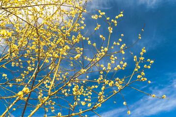 Light yellow fluffy shoots on a willow against the blue sky.