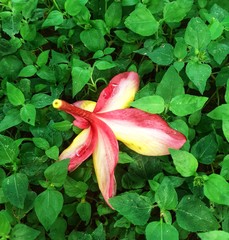 pink plumeria flower on the ground