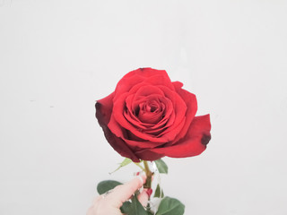  Red scarlet burgundy rose in the hand of a young woman close-up on a blnom background. Bright flower for design