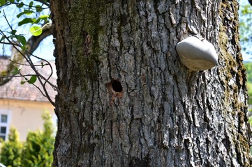 a nest of woodpeckers and a mushroom on a tree