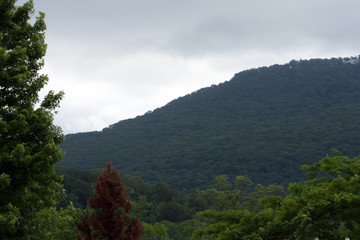 Fototapeta premium A mountain with trees in the foreground.
