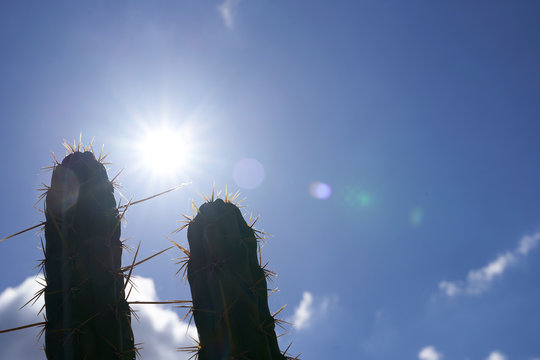 two cactuses in the back light against a blue sky with nice weather clouds