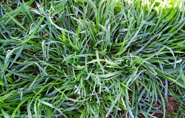 Background of a green grass. Green grass texture Green grass texture from a field