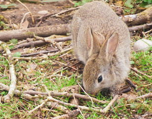 Spring Rabbit