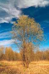A tree with light yellow fluffy shoots on a willow tree against a blue sky.