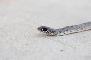 Beautiful snake creeps. The pattern on the body of the snake, the eye of the snake