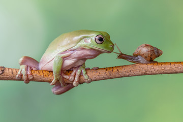 Story about friendship of tree frog and snail