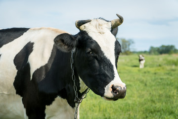 Free range milk cow on a pasture.