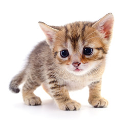 Kitten on white background.