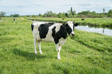 Fototapeta premium Free range milk cow on a pasture.