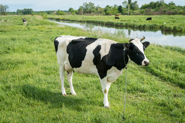 Free range milk cow on a pasture.