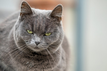 Naklejka na ściany i meble Closeup portrait of serious grey furry cat.