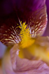 abstract floral fleur-de-lis background fluid art blurred texture