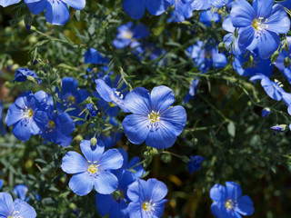 Linum usitatissimum | Gemeiner Lein oder Saat-Lein. Blütenblätter mit hellblauer Farbe und...