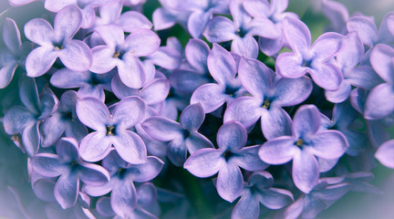 close up of blue lilac 