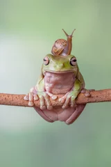 Gordijnen Story about friendship of tree frog and snail © lessysebastian