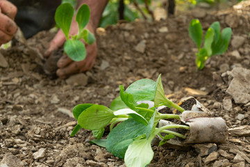 Young plants for seeding. Farming, agricultural concept, biological home production