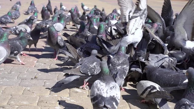 pigeons on the street