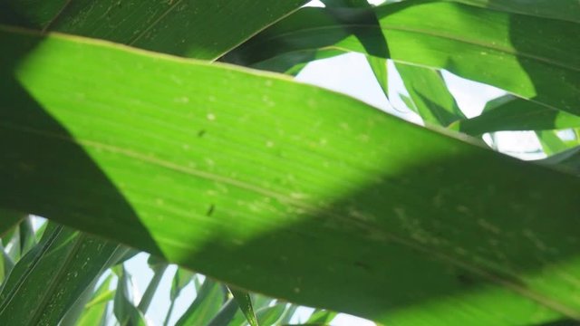 corn silage harvest. corn fourage harvester in action. harvest truck with tractor. Harvest of juicy corn silage by combine harvester 
