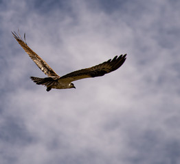 Obraz premium A wild Wyoming Osprey flying with a blue and white background.