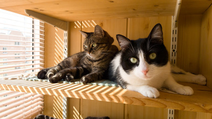 Two beautiful young cats are lying on the balcony. The rest of the animals. A shelter for homeless...