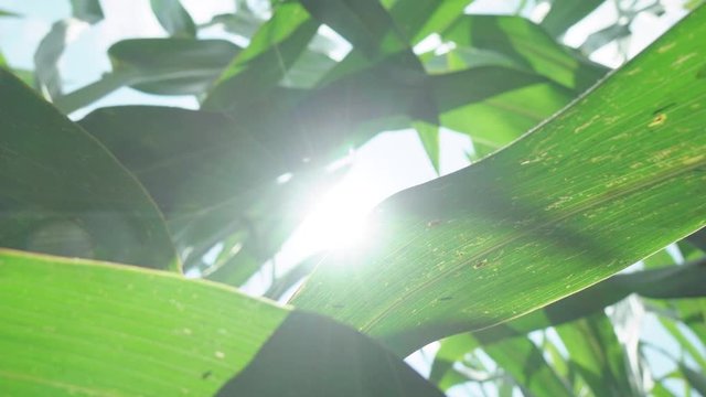 corn silage harvest. corn fourage harvester in action. harvest truck with tractor. Harvest of juicy corn silage by combine harvester 