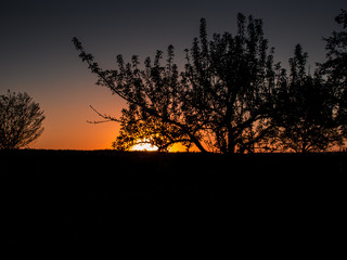 Naklejka premium Fantastic red sunset behind a silhouette tree