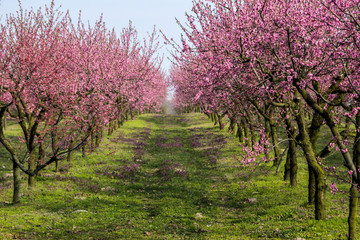 blooming cherries in the orchard on a sunny spring day orchard