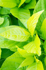 gentle green leaves of a bush for background