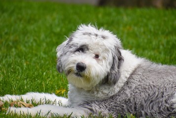 Sheepadoodle Puppy Dog Playing With Toys And Lying In The Grass
