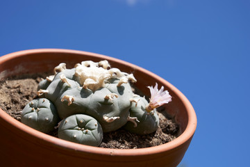 blooming peyote cactus in a clay pot against a blue sky with nice weather clouds