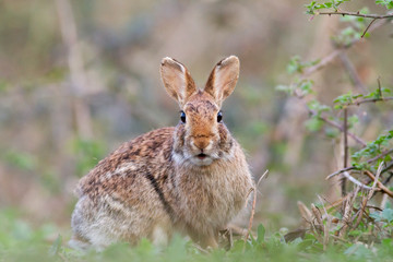 wild rabbit, blurred background, bokeh effect, photo taken in Italy in a natural environment