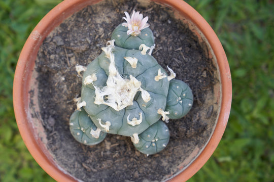 pink blooming peyote cactus in a clay pot standing on green grass