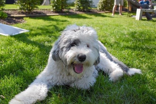 Sheepadoodle Puppy Dog Playing With Toys And Lying In The Grass