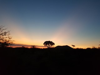 Savanna sunset.