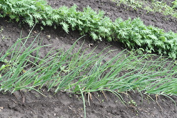 Vegetable Garden