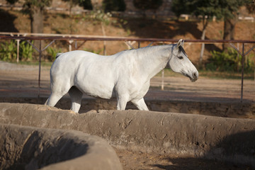 grey marwari horse at the paddock