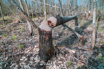 A tree gnawed by beavers fell in the spring .