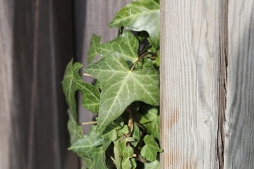 Ivy leaves growing thick on the wall
