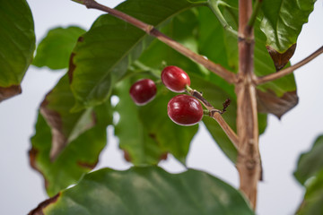 Coffee plant branches with red coffee beans seperated on white background