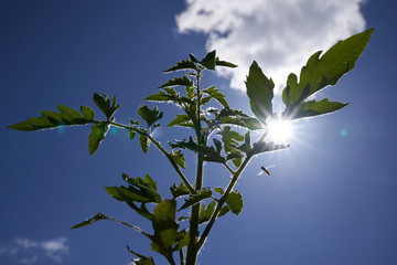 tomato plant against a blue sky with clouds sun and lens flare