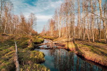 River in the forest in spring. Lepsari river, Leningrad region.