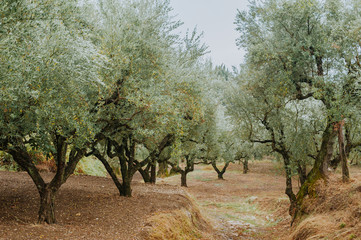 Olive Grove on the island of Greece. plantation of olive trees.