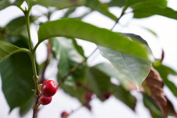 Coffee plant branches with red coffee beans seperated on white background