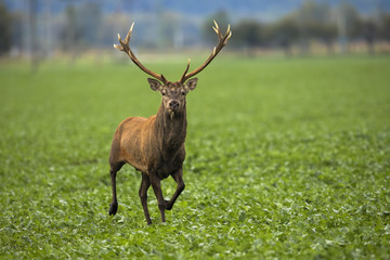 Naklejka na ściany i meble Alert red deer, cervus elaphus, stag approaching on green agricultural field from front view. Wild animal running and looking into camera with copy space.