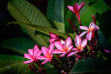 Close up of Pink Frangipani, Plumeria Sp flower with copy space