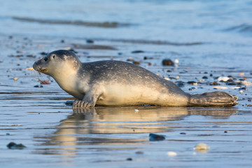 Common seal known also as Harbour seal, Hair seal or Spotted seal  (Phoca vitulina) pup lying on the beach. Helgoland, Germany © Iwona